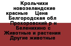 Крольчихи новозеландские красные. › Цена ­ 800 - Белгородская обл., Прохоровский р-н, Беленихино с. Животные и растения » Другие животные   